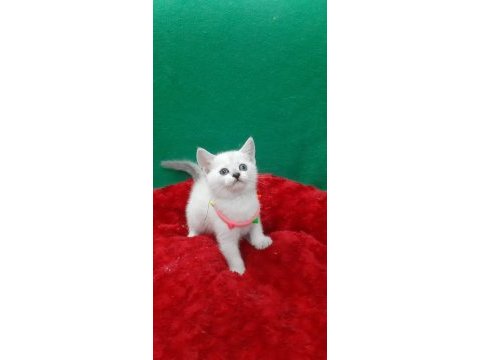 Blue point british shorthair yavrumuz