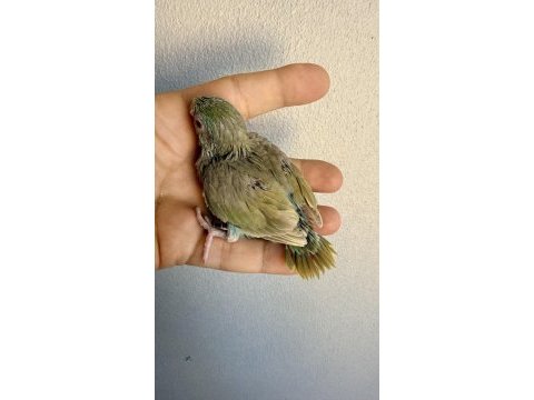 Fallow kırmızı göz turkuaz forpus bebekler