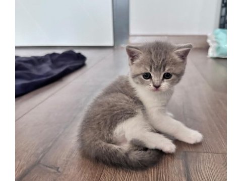 Şecereli babadan dişi yavru kediler