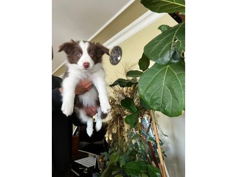 Son iki dişi şecereli border collie yavrular hızlı olana