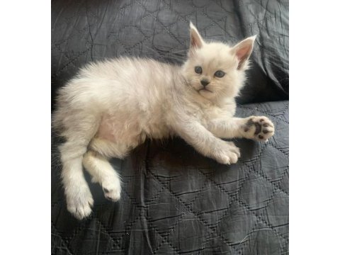 Üst kaliteli maine coon ns11 rengi