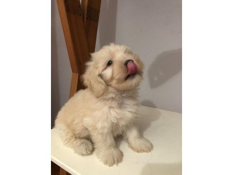 Maltipoo 2 aylık