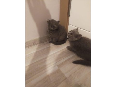 5 adet scottish fold yavru kediler