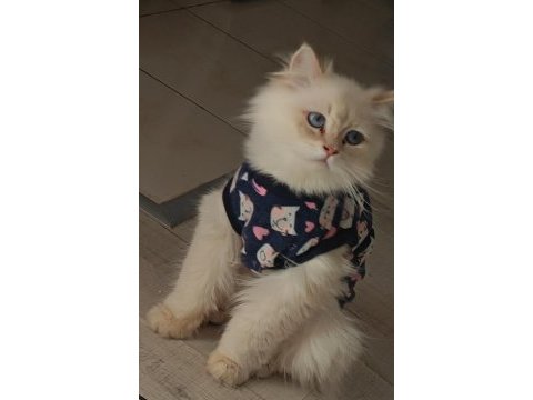 Orijinal ırk saf kan british longhair erkek