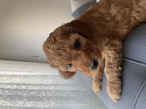 Orjinal safkan poodle