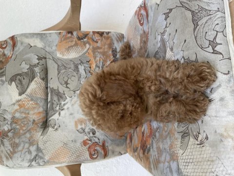 Sevgi dolu poodle köpeğimize yeni yuva arıyoruz