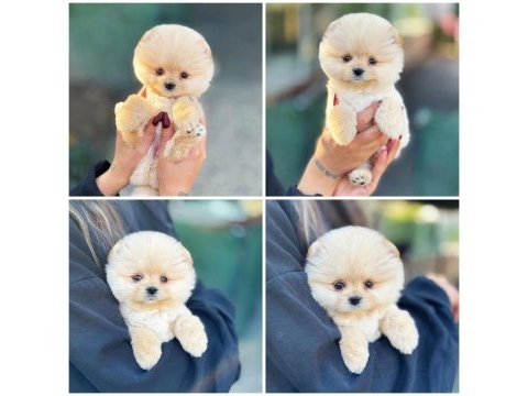 Pomeranian ayıcık yüz minyatür boyut