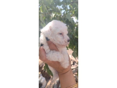 Minimal kar topu maltese bebekler