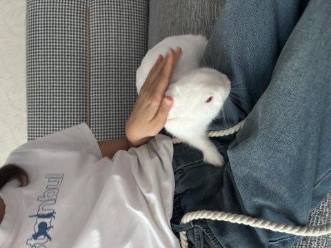 8 aylık cüce tavşan