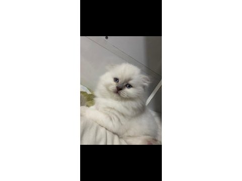 British longhair beyaz yavrumuz