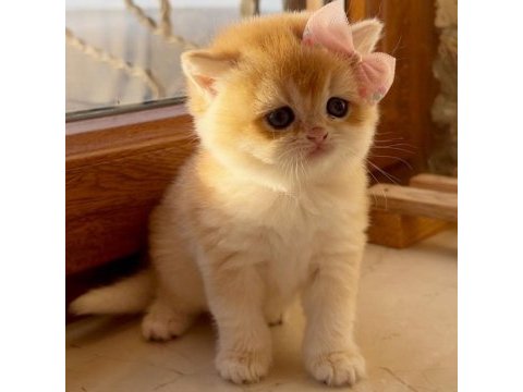 Saf kan golden british shorthair yavrular (wcf kayıtlı)