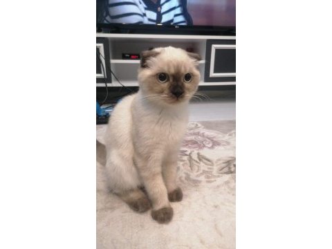 Acil yuva arıyorum scottish fold kedilerime