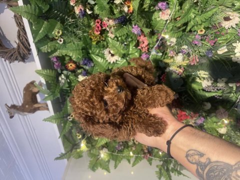 Efsane poodle yavrularımız