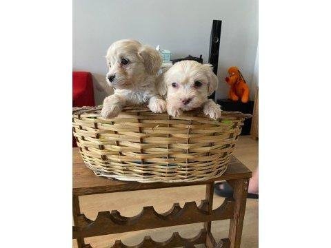 Maltipoo yavrularımız uygundur