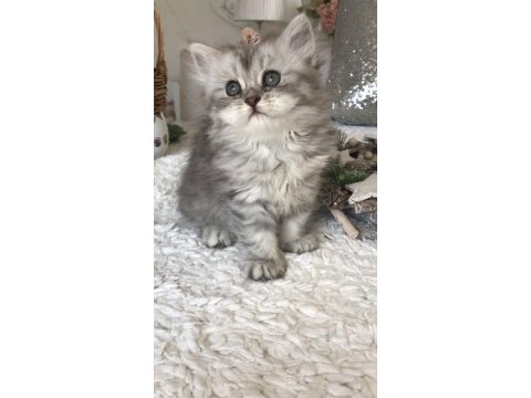 Silver tabby longhair dişi kedimiz
