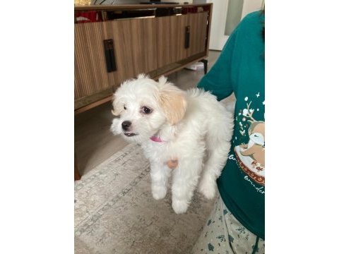4 aylık arkadaş canlısı malta terrier