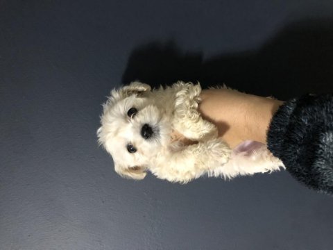 Maltese pamuk şekerler