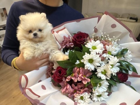 Pomeranian boo köpeği