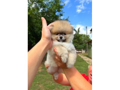 Orjinal pomeranian bo yavrularımız 