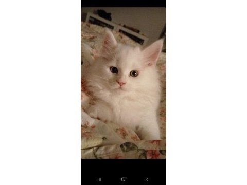 2 aylık maine coon yavru kediler