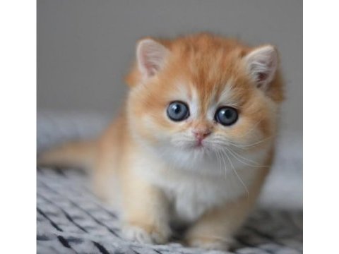 Efsane golden ny12 british shorthair