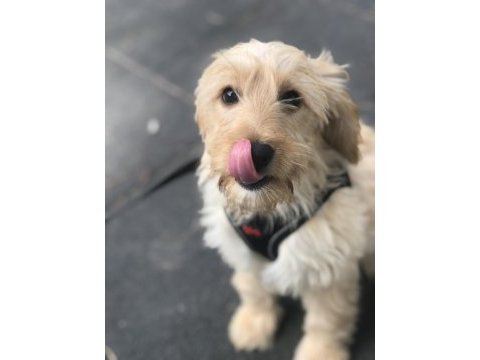 Oyuncu eğitimli maltipoo