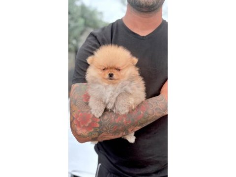 2 aylık pomeranian bebekler