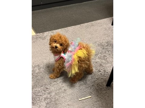 Toy poodle kızımız coffee