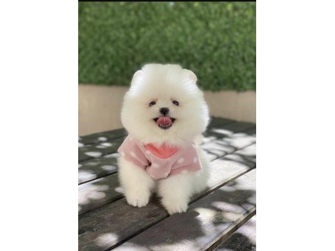 Pomerianan boo köpekler