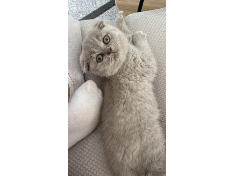 Güzeller güzeli scottish fold mia