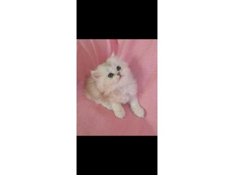 Muhteşem kalite british longhair yavrular