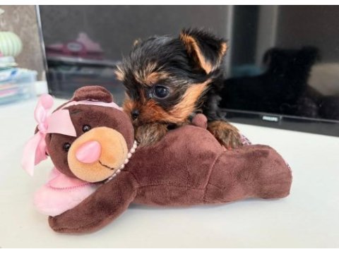 Teacup safkan yorkshire terrier yavruları