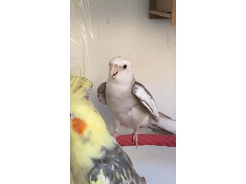 Mutasyon sultan papağanları toplu
