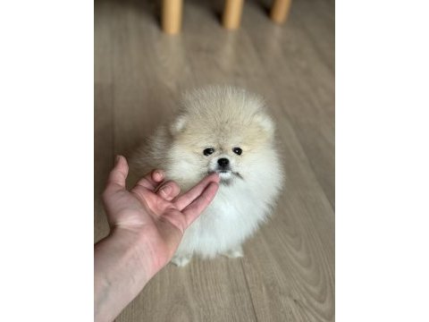 Dişi pomeranian boo teddy face