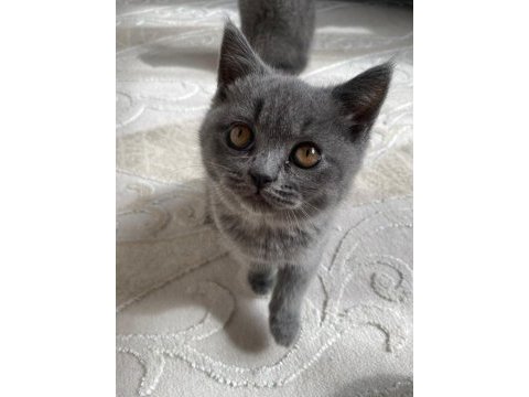 3 aylık british safkan