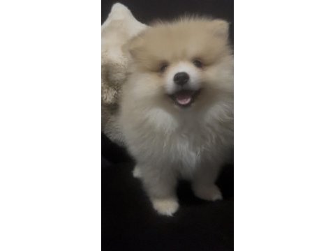 Erkek tombik çok tatlı pomeranian