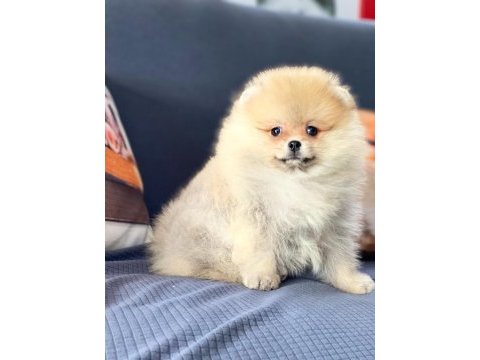 Bizi aramadan karar vermeyin pomeranian yavruları 