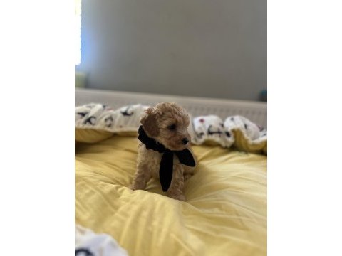 Yakışıklı oğlumuz maltipoo