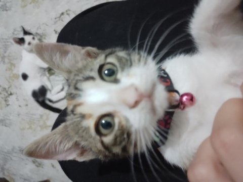 Kedimize acil yuva aranıyor