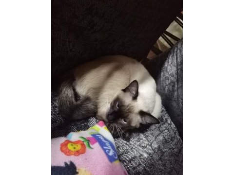 Mavi göz kırık kuyruk siyam kedisi