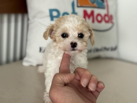 Petmode köpek çifrliğinden tea cup morkie yavrularımız
