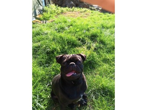 Sıfır burun orjinal siyah pug