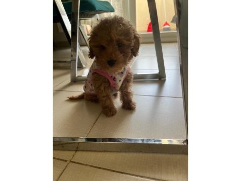 4 aylık dişi toy poodle yavru