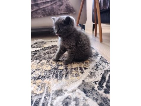 2 aylık dışı british shorthair yavru
