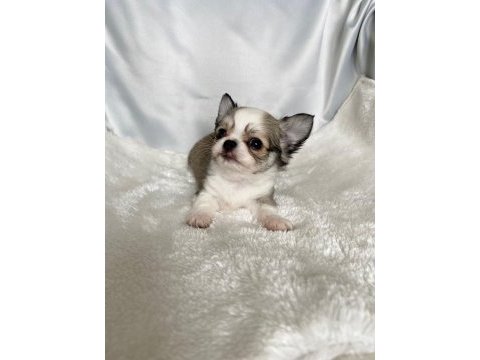 Biblo bebek chihuahua