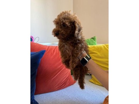 Mükemmel kalitede red brown poodle yavru