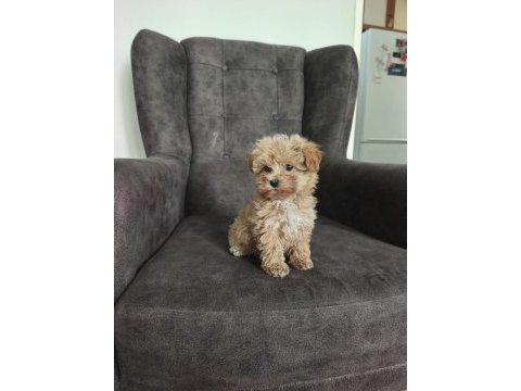 Maltipoo yavruları