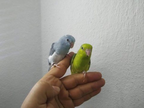Renk renk çeşit çeşit forpus papağanı yavruları
