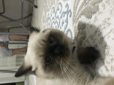 Bakmaya kıyamadığım british shorthair