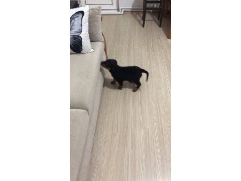 70 günlük rottweiler
